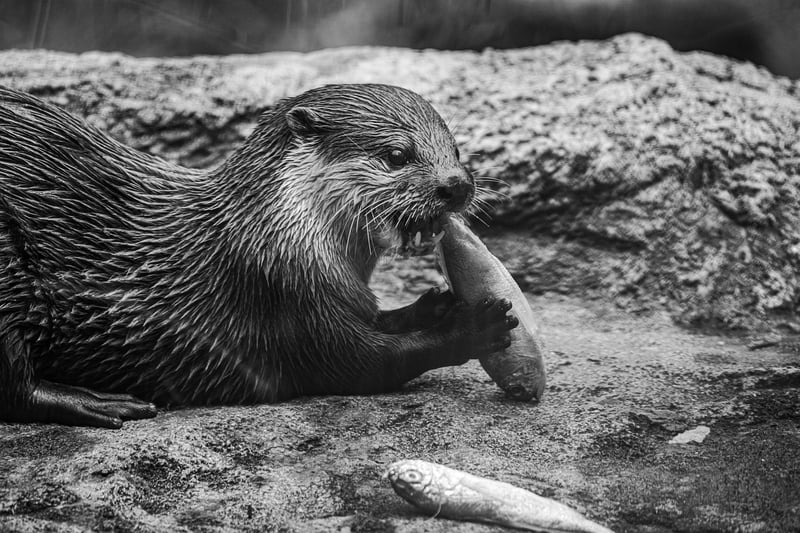 Eating Meditation